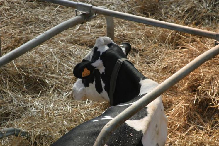 Une des clés de la réussite serait d’améliorer le confort du bâtiment, comme avec des logettes matelas et paille, 
des brasseurs d’air et des tapis dans les couloirs d’exercice.