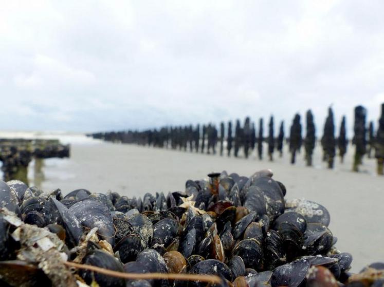 Les repas servis en restauration collective devront compter, d’ici le 1er janvier 2022, 50 % de produits alimentaires 
durables de qualité, comme les Moules de Bouchot.