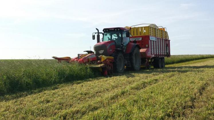 Il est intéressant d’associer le ray-grass hybride au trèfle violet en affouragement en vert. 