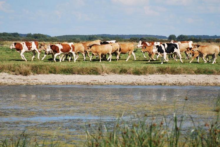 Pâturage dans les prairies humides bordant la Baie d’Authie à Quend.