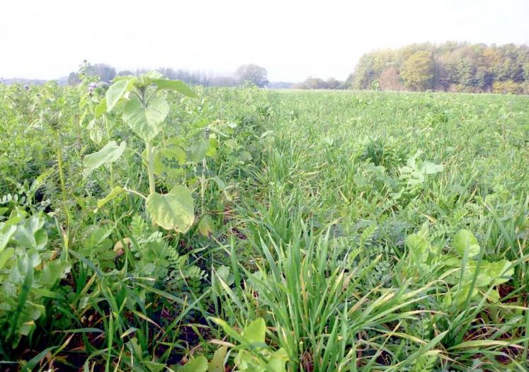 Couvert à la destruction (à gauche implantation avec un semis en ligne après deux déchaumages et à droite implantation en semis direct)