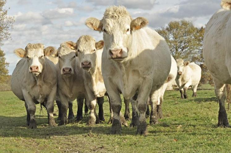 Deux stratégies pour convertir son troupeau en bio : augmenter ses surfaces de prairies pour un même nombre de naissances, ou réduire le troupeau pour une même surface de prairies.