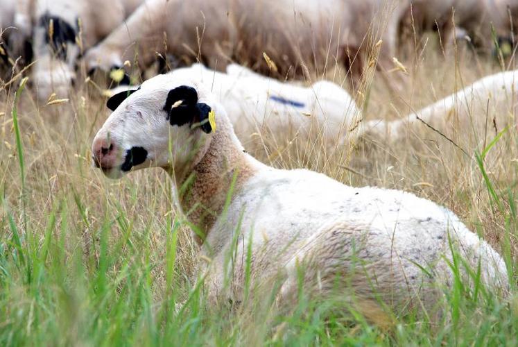 Le risque est élevé après un orage.