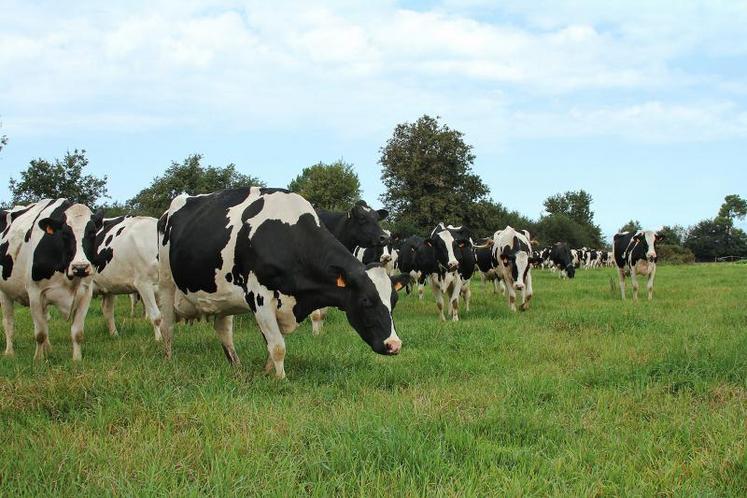 L’herbe pâturée est la championne pour la qualité nutritionnelle du lait.