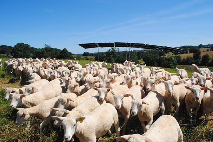 Le risque d’haemonchose est maximal dix à quinze jours après un orage.