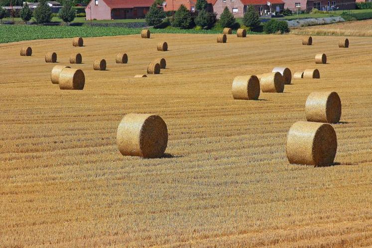 En 2018, production agricole et production agroalimentaire retrouveront un peu de couleurs, même si le cours 
des matières premières agricoles ne devrait pas vraiment augmenter.