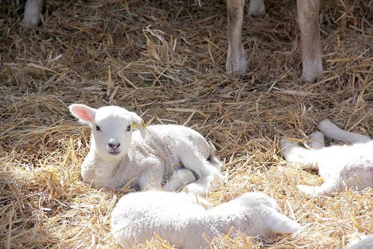 La phytothérapie permet de maintenir la santé au quotidien grâce aux plantes.