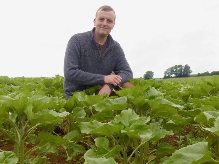 Gaëtan Dufrenoy : «Le prix de vente du tournesol est similaire à celui du colza, mais la marge brute devrait être 
supérieure puisque les coûts d'intrants sont plus faibles.»