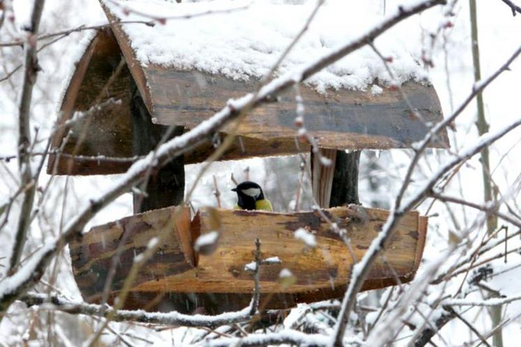 Nourrir les oiseaux en période hivernale peut avoir des conséquences sur leur santé si certaines attentions ne sont pas suivies.