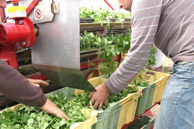 La motion adoptée par la chambre régionale d’agriculture Hauts-de-France demande «le rétablissement dans 
la loi de finances du dispositif TO-DE 
ou d’une disposition équivalente pour l’emploi saisonnier en agriculture».