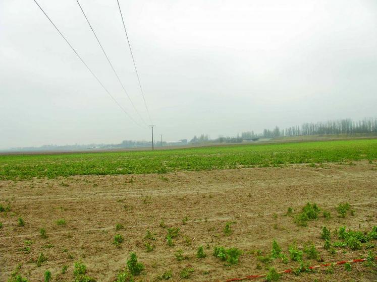 Dégâts de lapins sur colza.