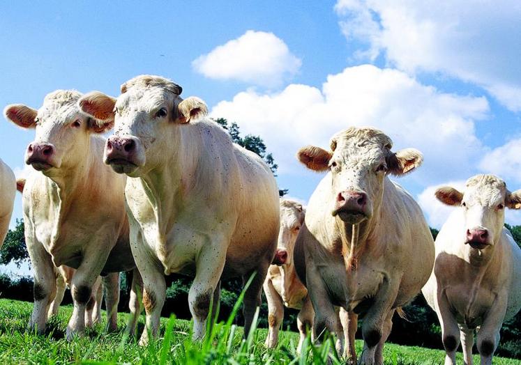 Les demandes d’aides vaches laitières et vaches allaitantes doivent être effectuées le 15 mai 2015 au plus tard.
Pour bénéficier de l’avance des aides au 15 octobre, la déclaration doit être réalisée au plus tard le 14 avril.