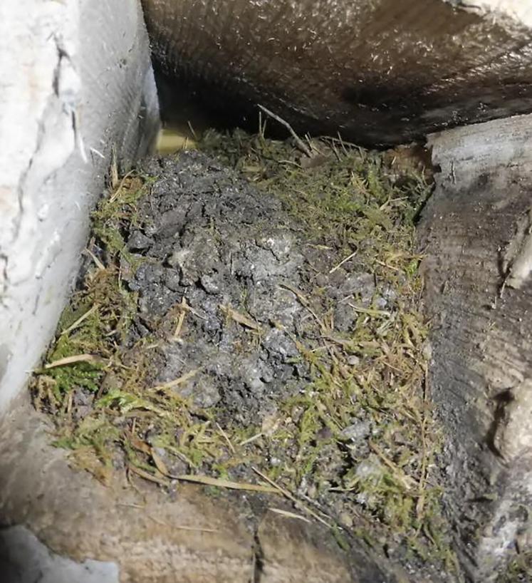 Nid de lérot dans une anfractuosité de mur.