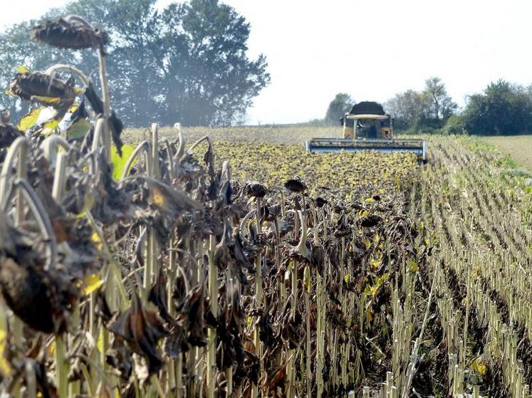 Cette année, le mois de septembre chaud et sec réunissait les meilleures conditions pour la récolte des tournesols.