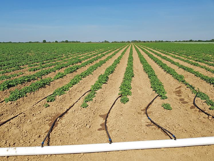 Avec la micro-irrigation, la végétation reste sèche et les maladies fongiques sont moins présentes.