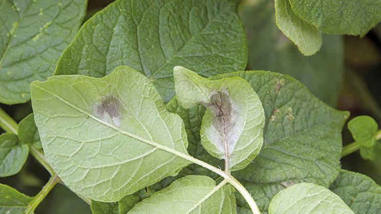 Le mildiou a besoin de chaleur  et d’hygrométrie élevée pour  se développer. La micro-irrigation limite la contamination de la maladie grâce à une humidité ambiante relativement faible. 