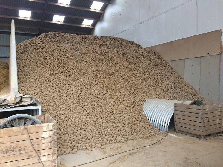 Un quart des pommes de terre fécule sont stockées en bâtiment, mais cette proportion pourrait augmenter  avec les objectifs d’augmentation des volumes des industriels.
