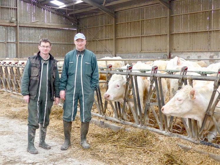 Nicolas et Sébastien Carouge viennent de s'engager dans la filière Prim'herbe de Carrefour pour leur charolaises. Le cahier des charges implique, entre autres, une alimentation sans OGM.