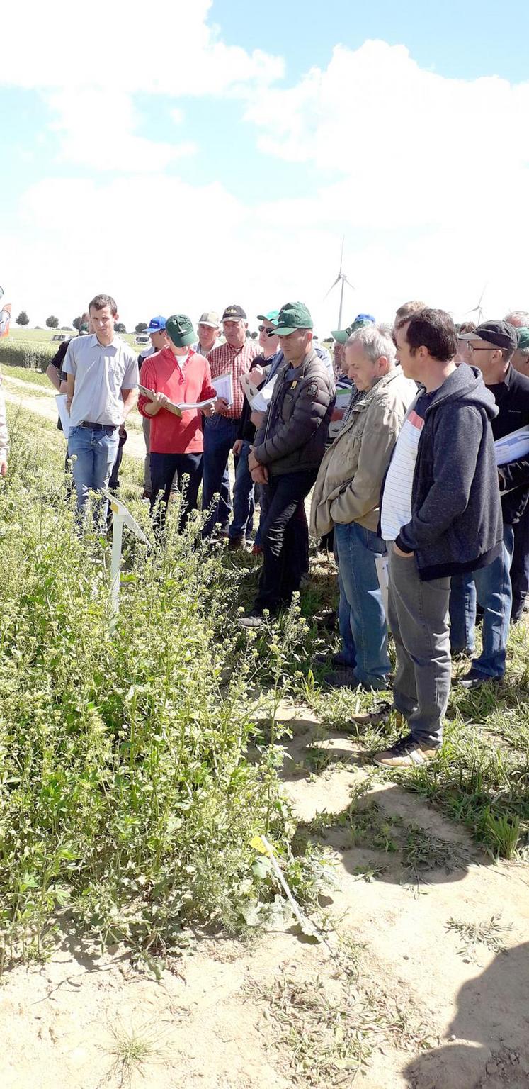 Visite des essais Cipan et intercultures mise en place sur la plateforme d’essais.