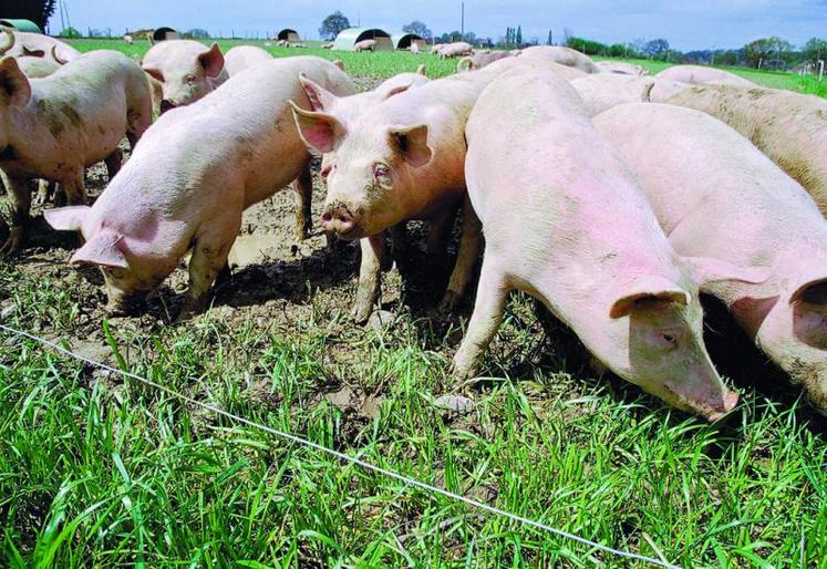 Une enveloppe de 30 millions d'euros va être débloquée en faveur de la promotion de la viande de porc et des produits laitiers.