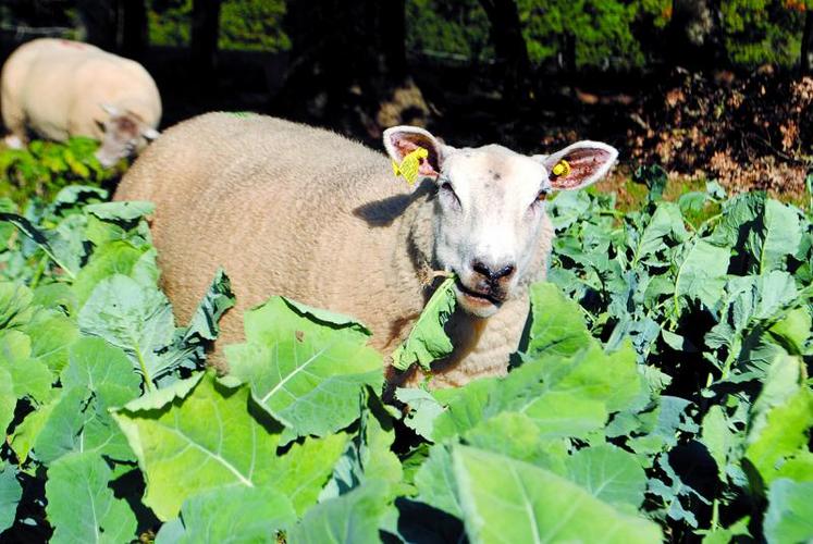 Un hectare de colza alimente 30 brebis en lutte pendant un mois.