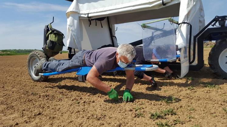Pour réduire la pénibilité du travail, certains producteurs investissent dans un bed weeder, qui permet de désherber en position allongée.