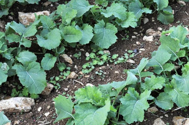 Mozzar affiche de très belles performances sur géraniums. 