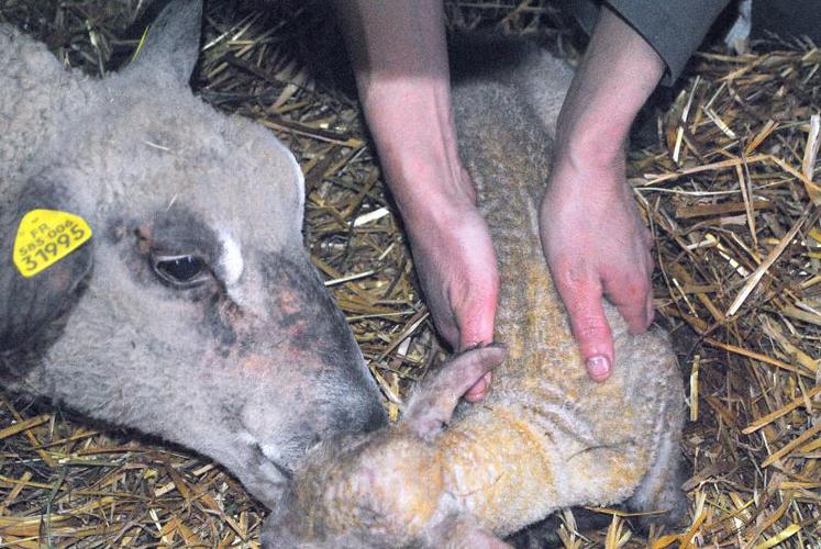 Un massage cardiaque pour sauver un agneau.