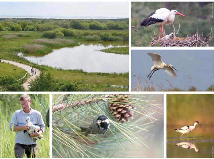 Le Parc du Marquenterre est un paradis pour les oiseaux de toutes espèces. Pas moins de 309 espèces d’oiseaux y ont été observées au moins une fois depuis son ouverture au public en juillet 1973.