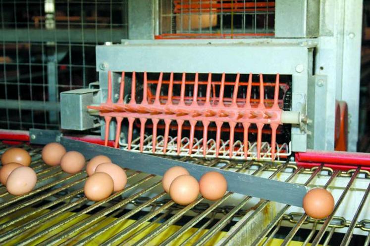 L'année 2013 s'annonce sous forte pression pour les producteurs d'œufs.