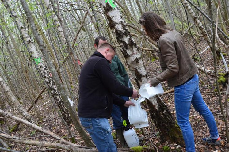 Au milieu des bois de Méricourt-en-Vimeu, récolte de la sève de bouleau.