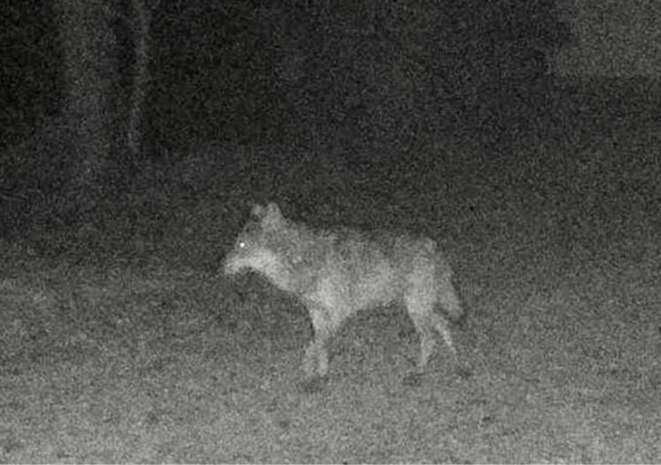 En Seine-Maritime, l'animal pris en photo début avril est bien un loup. A-t-il pu "migrer" jusque dans la Somme et y commettre des méfaits ?