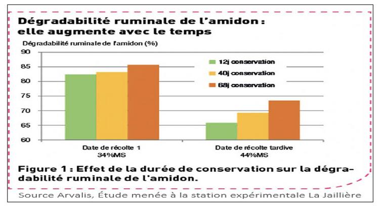 Dégradabilité ruminate de l'amidon : elle augmente avec le temps