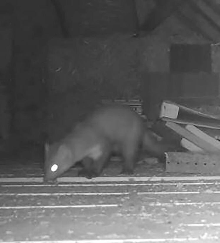 Fouine immortalisée au piège photographique dans un grenier. 