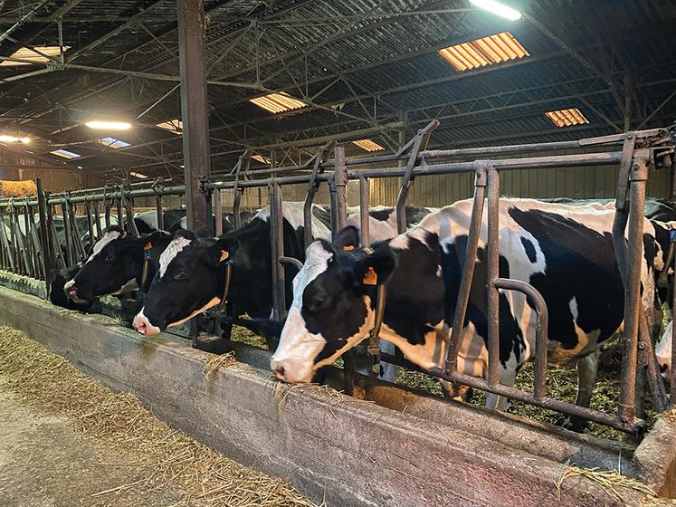 Les vaches laitières sont équipées de colliers de détection des chaleurs, une aide conséquente pour les éleveurs dans la gestion de la reproduction.