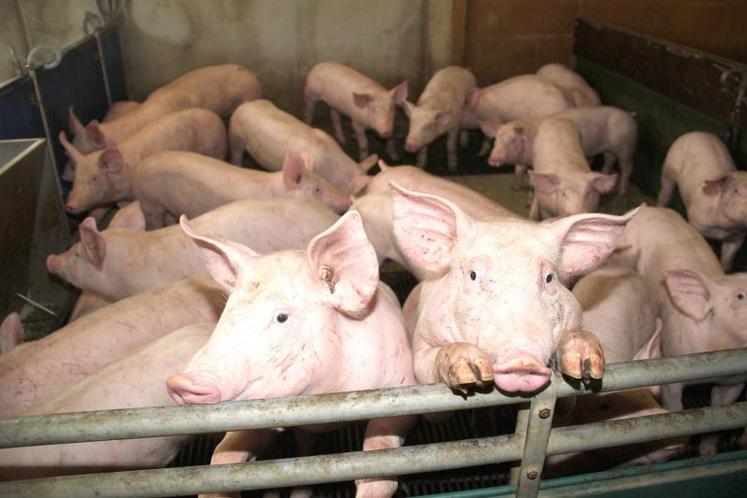 Avec 576 1000 porcins et une production de 1,1 million de porcs en 2017 (soit 4,3 % de la production nationale), les Hauts-de-France représentent la cinquième région française productrice de porcs.
