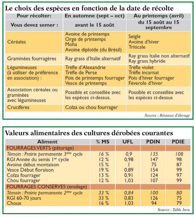 Privilégiez les associations graminées - légumineuses, ici avoine et vesce.