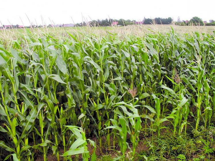 La fécondité a été bonne à très bonne et le rendement moyen devrait s’établir à 100 quintaux secs voire plus.