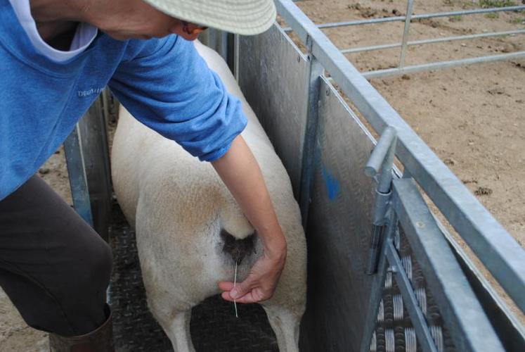 Avec cette méthode, la majorité des brebis met bas en trois ou quatre jours.