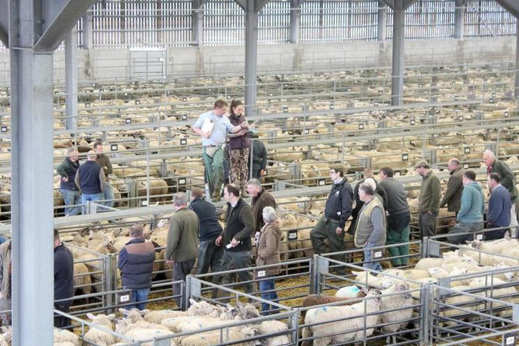 Vente aux enchères de brebis au marché d’Ashford (Kent).