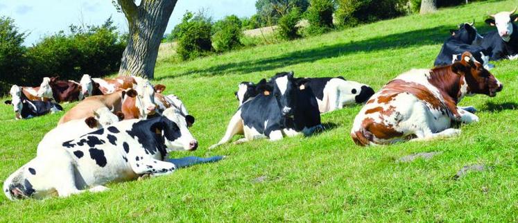 Sur les 800 demandes déposées, 67 % proviennent d’ éleveurs de bovins lait, 15 % d’éleveurs en bovins viande et 3 % en autres élevages.