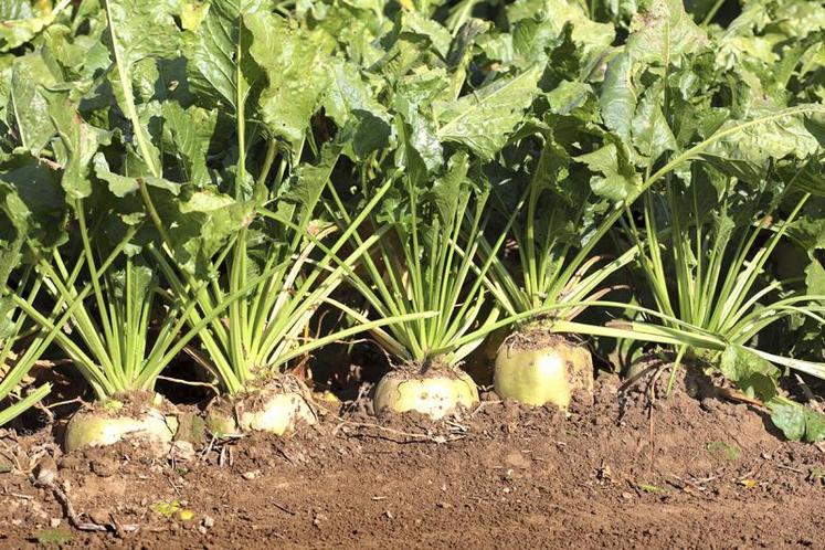 La CGB assure que, «sur les betteraves, les néonicotinoïdes n’ont pas de conséquence négative sur l’ensemble des pollinisateurs, ni sur le reste de la faune.