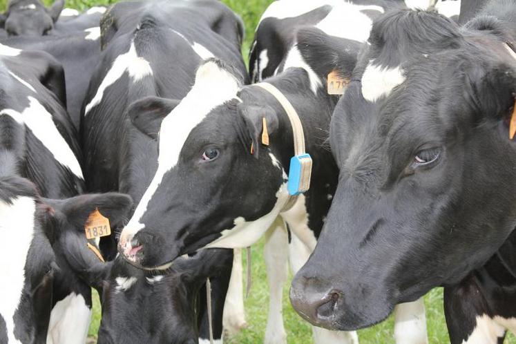 Les prix moyens du lait à la ferme dans l’UE s’améliorent depuis cinq mois, atteignant 35,8 cts/kg en octobre, soit 3,7 % de plus que la moyenne quinquennale.