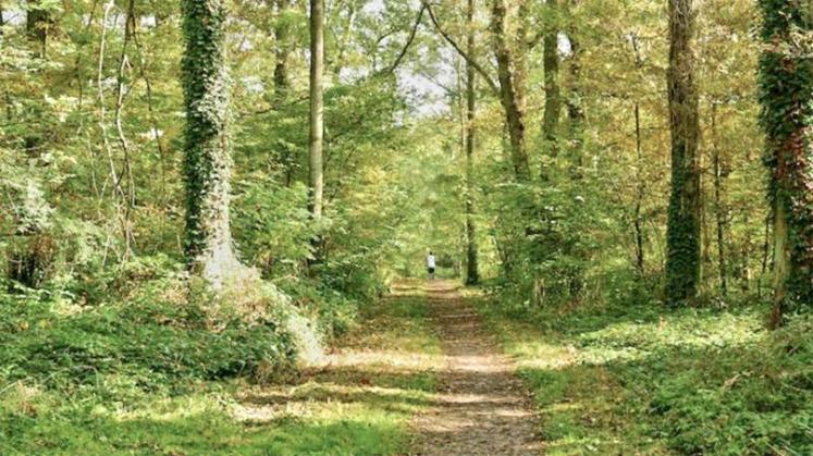 Les travaux forestiers comme les assurances permettent un crédit d’impôt.