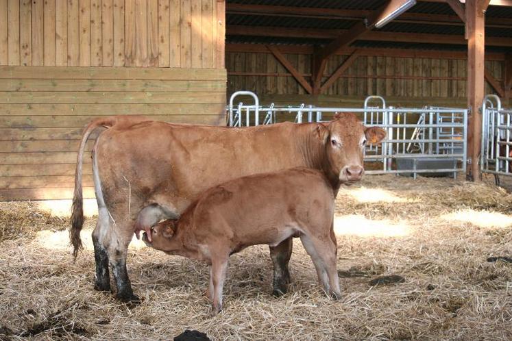 Pour Nicolas Lucas, vétérinaire, «une alimentation équilibrée et un bon environnement sont la base pour assurer 
l'équilibre immunitaire du veau».
