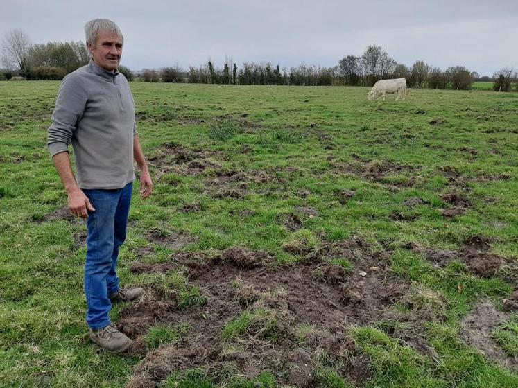 Chez Bernard Cagny, ce ne sont pas "de petits dégâts" qui sont constatés dans ses pâtures, sur la commune de Quend.