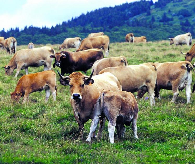 Après avoir failli disparaître, la race Aubrac voit ses effectifs augmenter tous les ans.