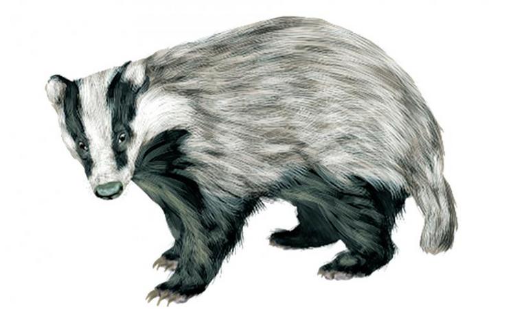 L’arrêté de régulation de l’espèce blaireau est un arrêté pris de façon annuelle.