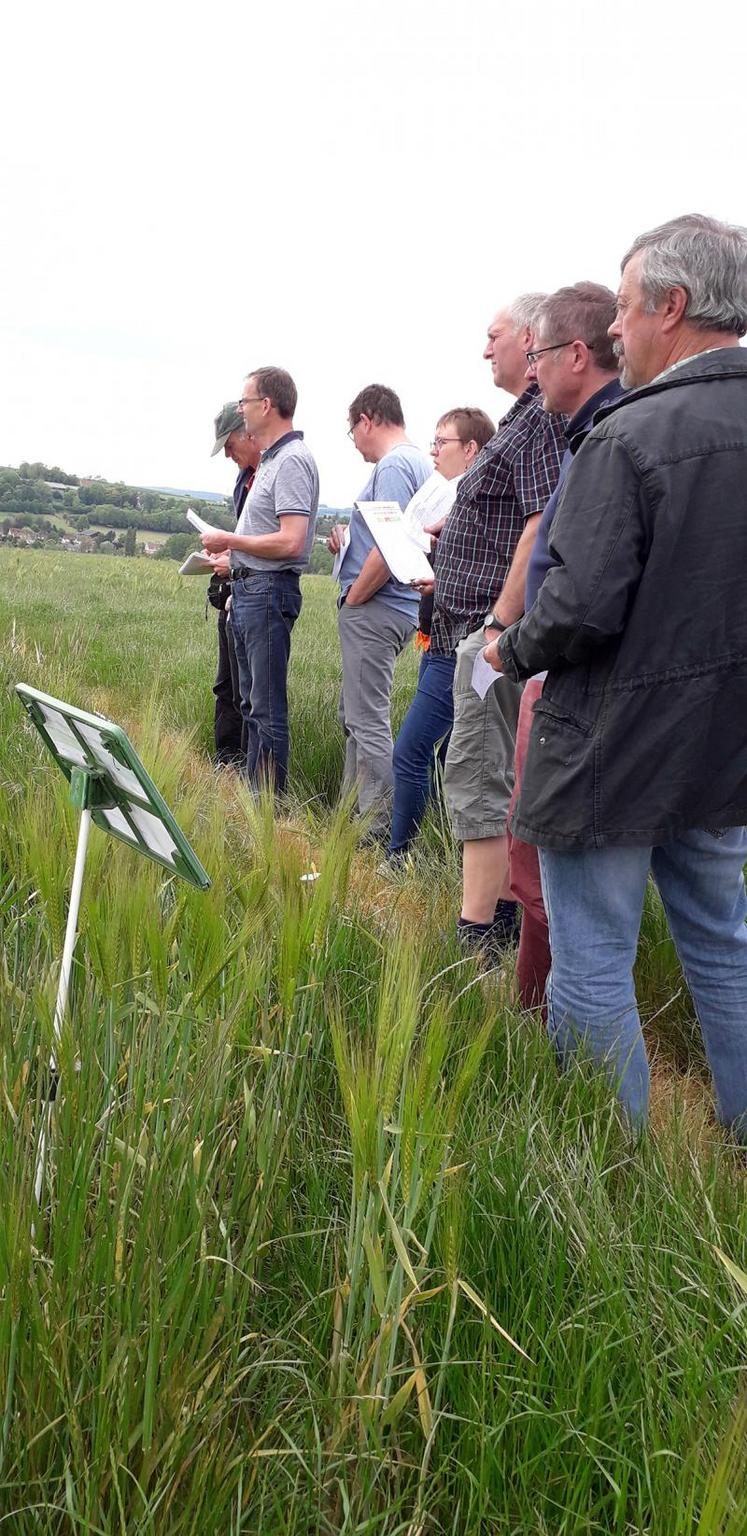 Après le point technique sur les ravageurs en salle, visite des essais désherbage ray-grass au champ.