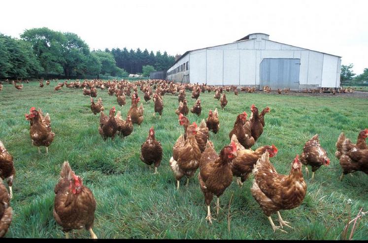 Les coûts de production, en sortie d’élevages, seraient supérieurs d’environ 15 % pour le sol, de 22 % pour le plein air, d’environ 35 % pour le Label Rouge, et sont plus que doublés (+ 113 %) pour les élevages conduits 
selon les règles de l’agriculture biologique, selon les calculs du CNPO.